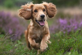 开云网页版登录入口-“青春永续”青少年青训行业联盟在福州挂牌成立，推进行业规范发展