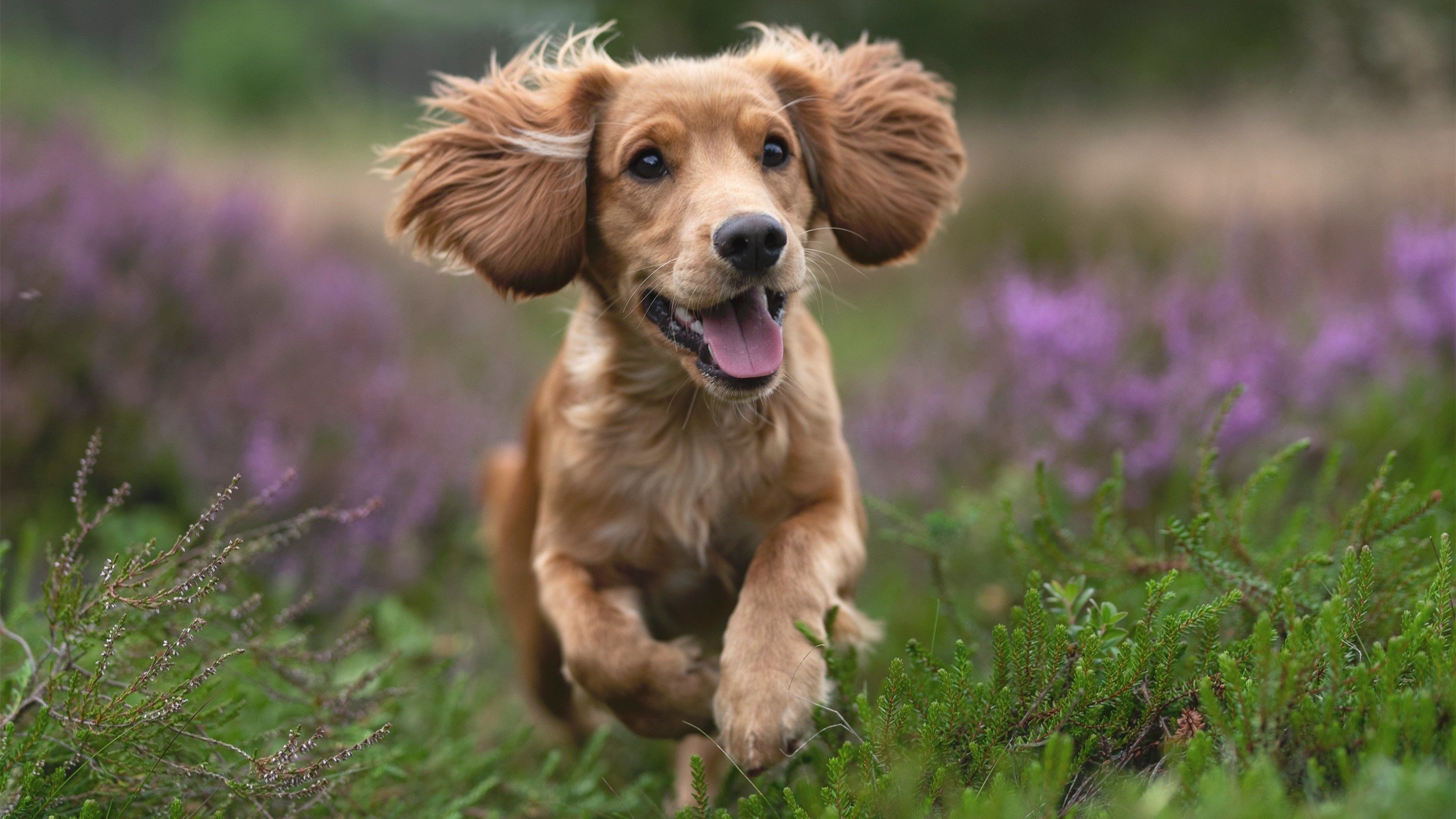 坎特加盟切尔西，坎特加盟切尔西周薪